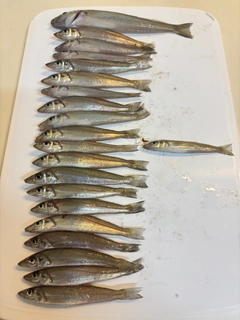 キスの釣果