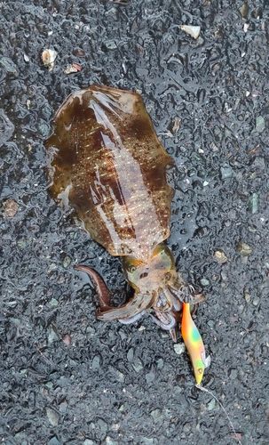 舞鶴湾