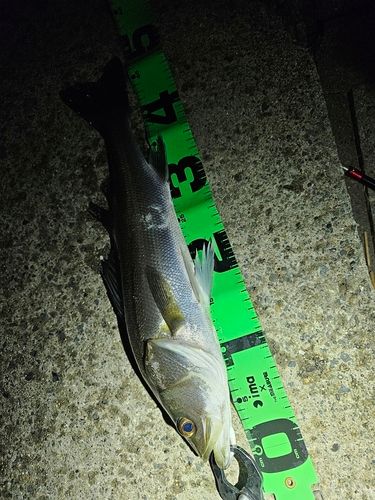 フッコ（マルスズキ）の釣果