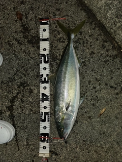 ワラサの釣果