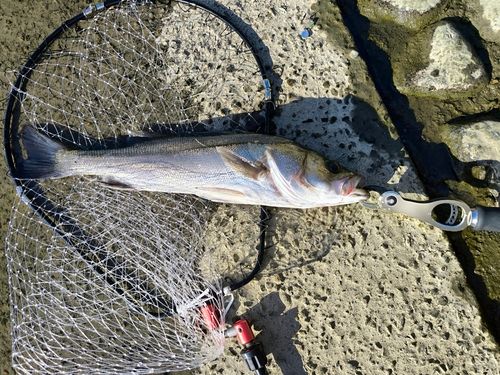 フッコ（マルスズキ）の釣果