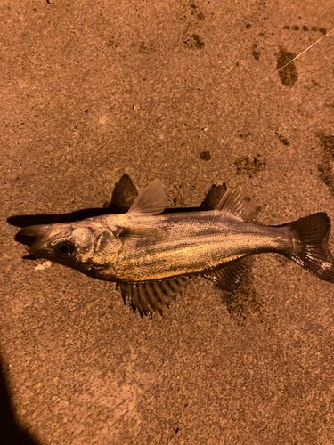 セイゴ（マルスズキ）の釣果
