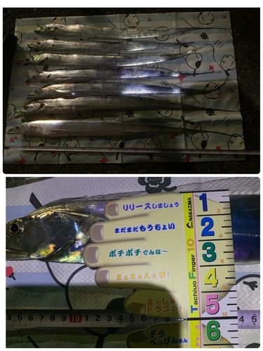 タチウオの釣果
