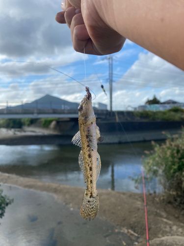 マハゼの釣果