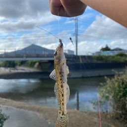 マハゼ