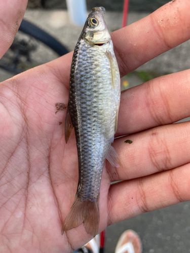 オイカワの釣果