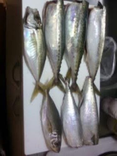 ゴマサバの釣果