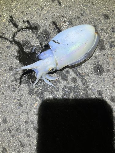 シリヤケイカの釣果