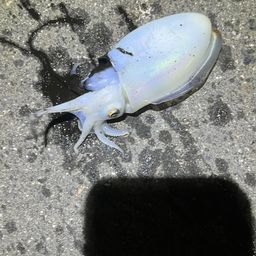 シリヤケイカ