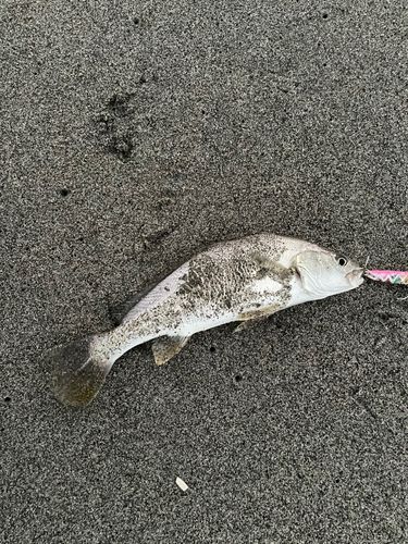 ニベの釣果
