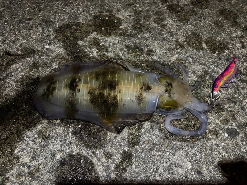 アオリイカの釣果