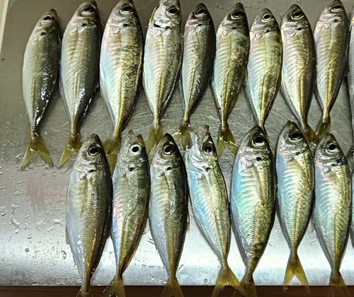 釣果