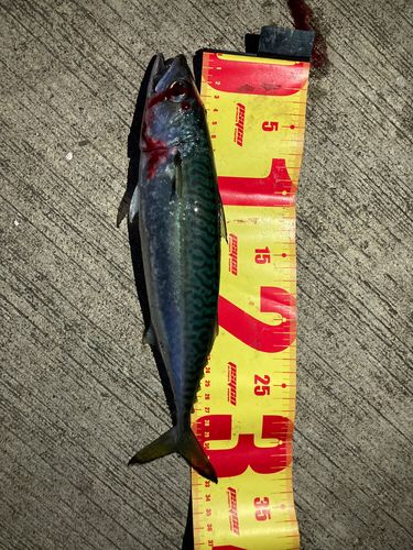 サバの釣果