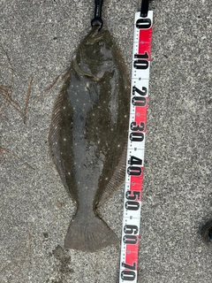 ヒラメの釣果