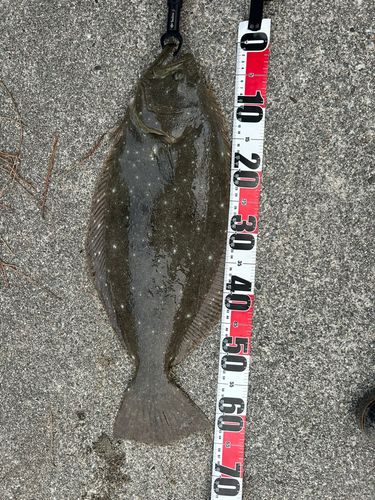 ヒラメの釣果
