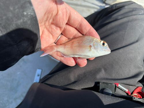 チャリコの釣果