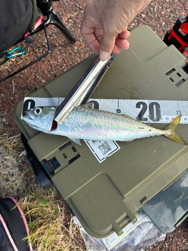 サバの釣果
