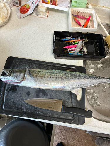 サゴシの釣果