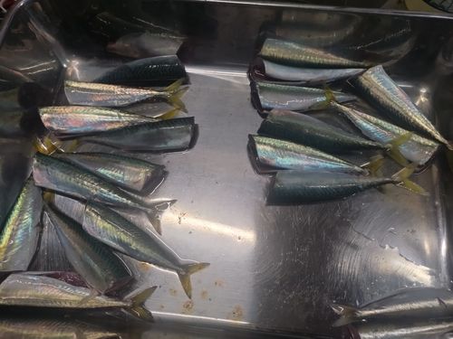 サバの釣果