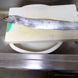 タチウオ