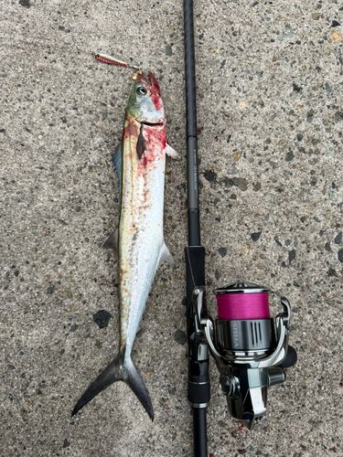 サゴシの釣果