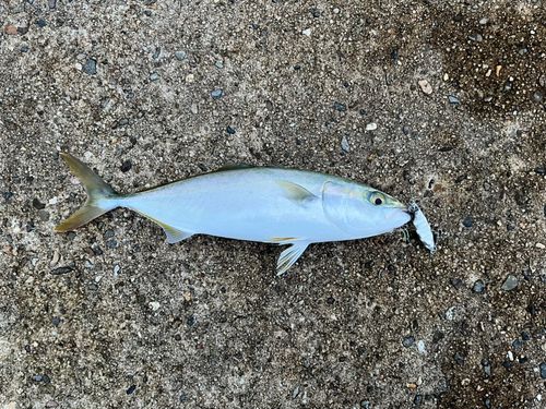 コゾクラの釣果