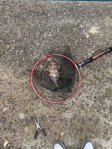 クチブトグレの釣果