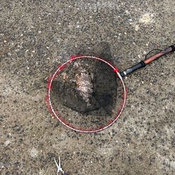 クチブトグレ