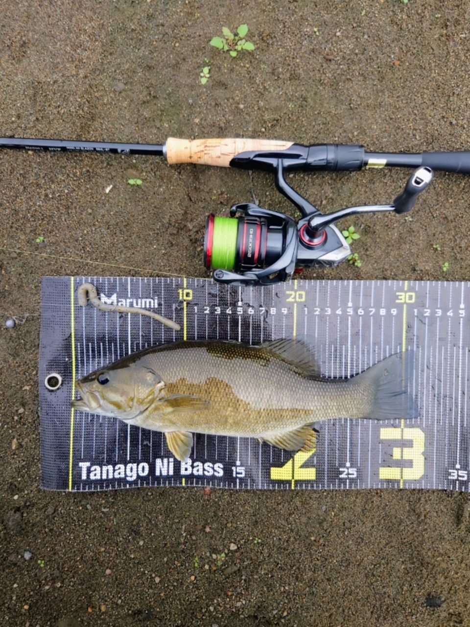 DAIWA 21ブレイゾン S64L-STの最安値・インプレ・釣果 | 本音の口コミ