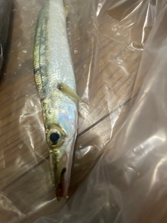 カマスの釣果