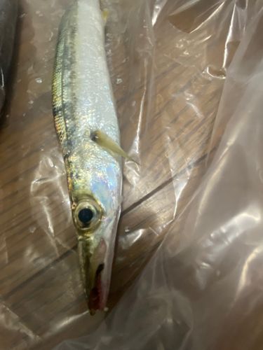 カマスの釣果