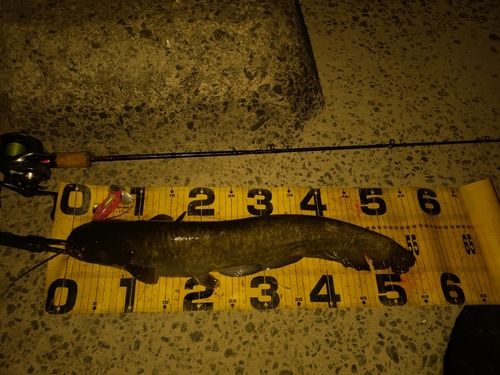 ニホンナマズの釣果