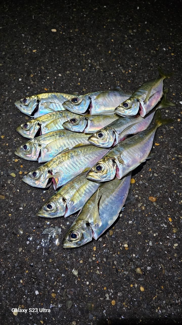 TENRYU ルナキア LK532S-ULSの最安値・インプレ・釣果 | 本音の