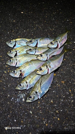 アジの釣果