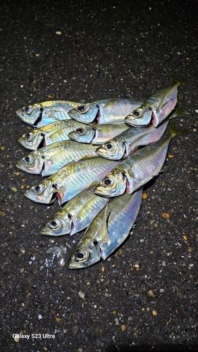 アジの釣果