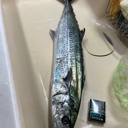 サワラ