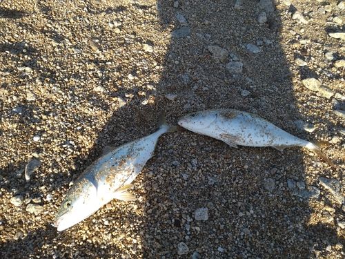 ハマチの釣果