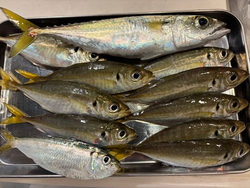 アジの釣果