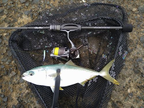 ワカシの釣果