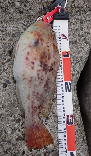 ブダイの釣果