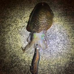 アオリイカ