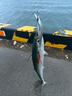 サバの釣果