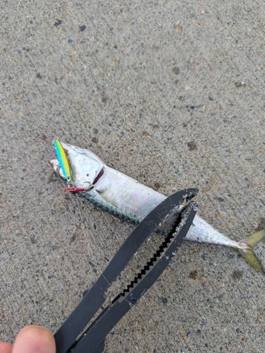 サバの釣果
