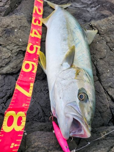 ヒラマサの釣果