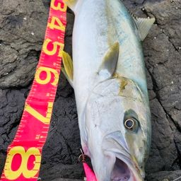 ヒラマサ