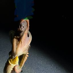 タコ