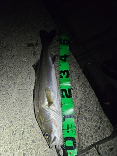 スズキの釣果