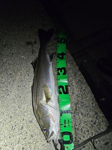 スズキの釣果