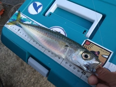 サバの釣果