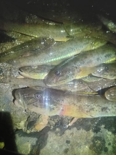 マハゼの釣果
